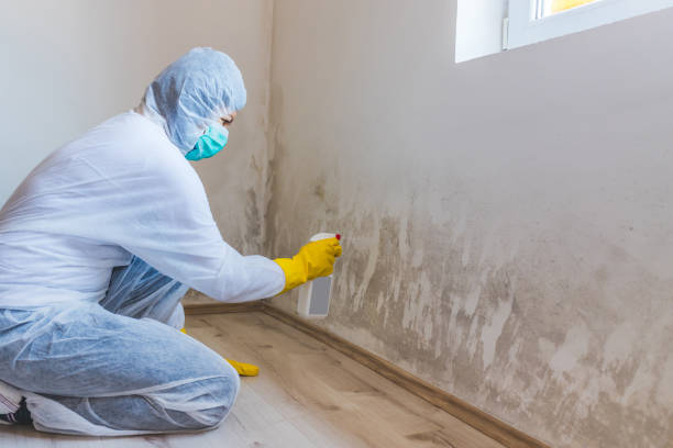 Licensed Basement Mold Remediation service in Hollywood, MD - WQB Mold Removal