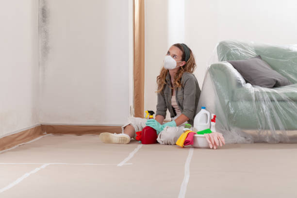 Reliable Basement Mold Remediation contractor in Hollywood, MD by WQB Mold Removal